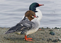 Mergus merganser